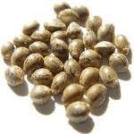 Australia and New Zealand are the only countries in the world who have banned hemp seed foods as a class C Drug